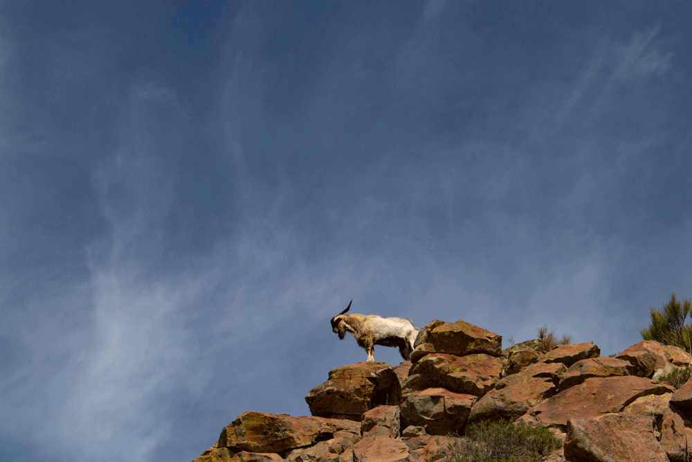 Wild goat on the summit plateau close to Risco Blanco
