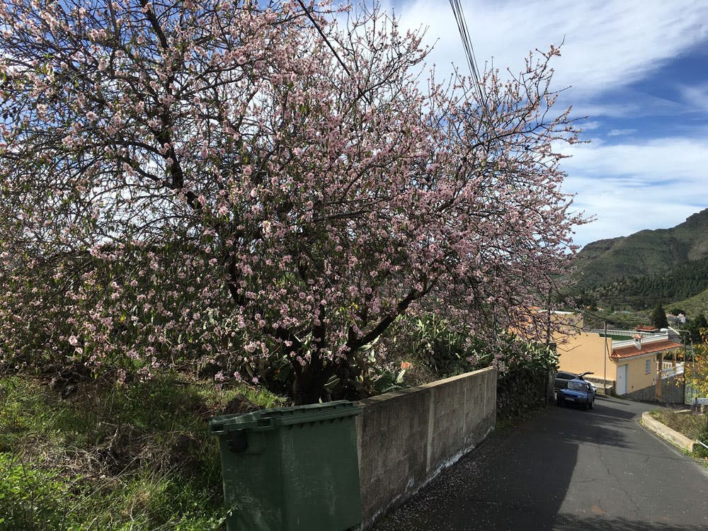 Blossoming almond tree in Santiago del Teide