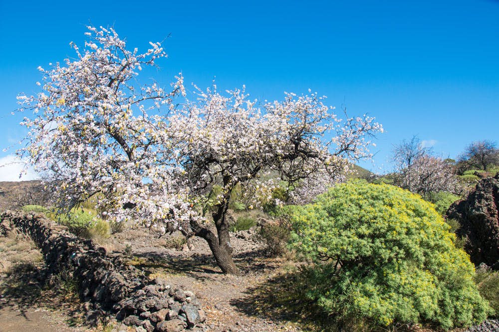 Blossoming almond tree at the roadside