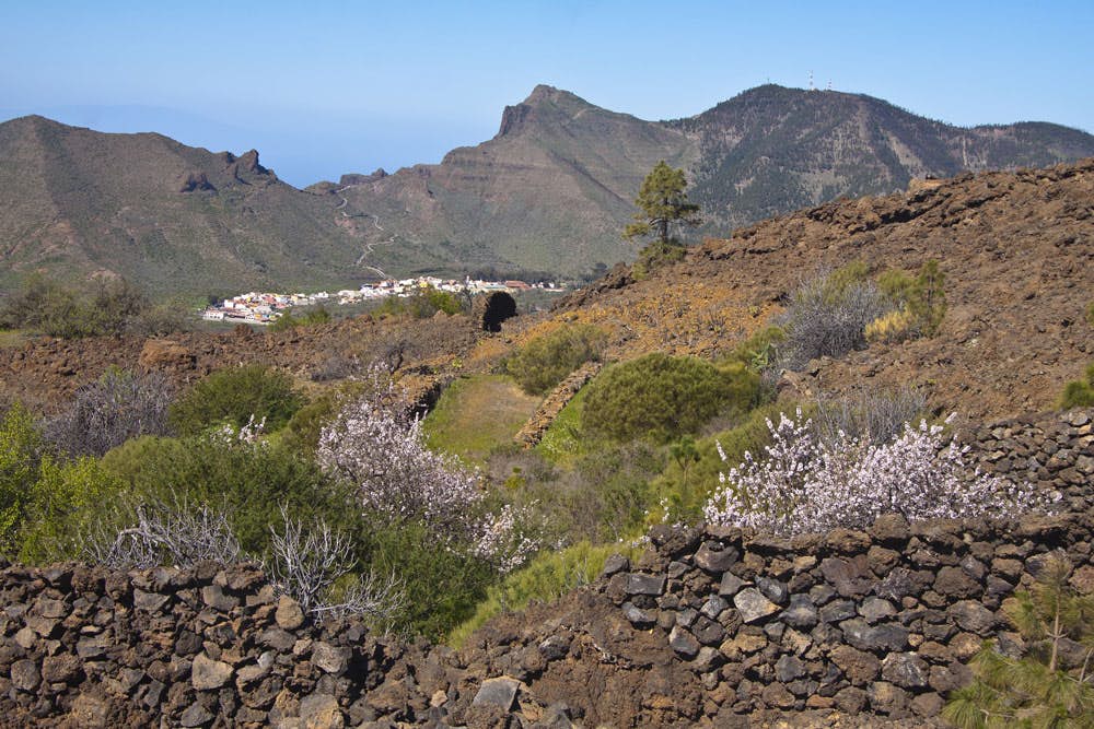 Stone walls and almond blossoms on the hiking trail