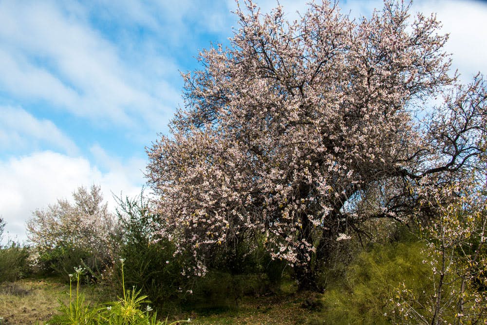 almond tree with blossoms