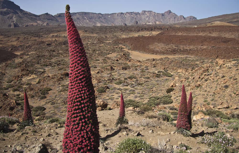 Tajinastes in the Cañadas