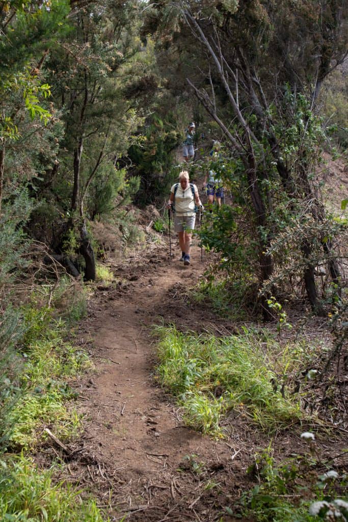 Wanderpfad durch Gebüsch und Nebelwald