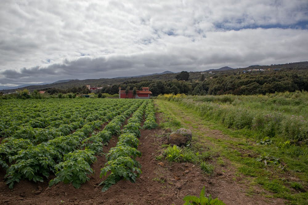 large potato field close to Ruigómez