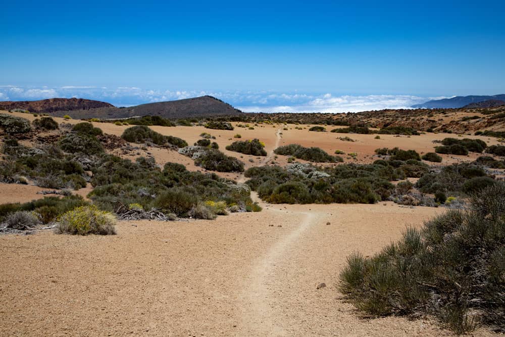 Hiking trail through bushes