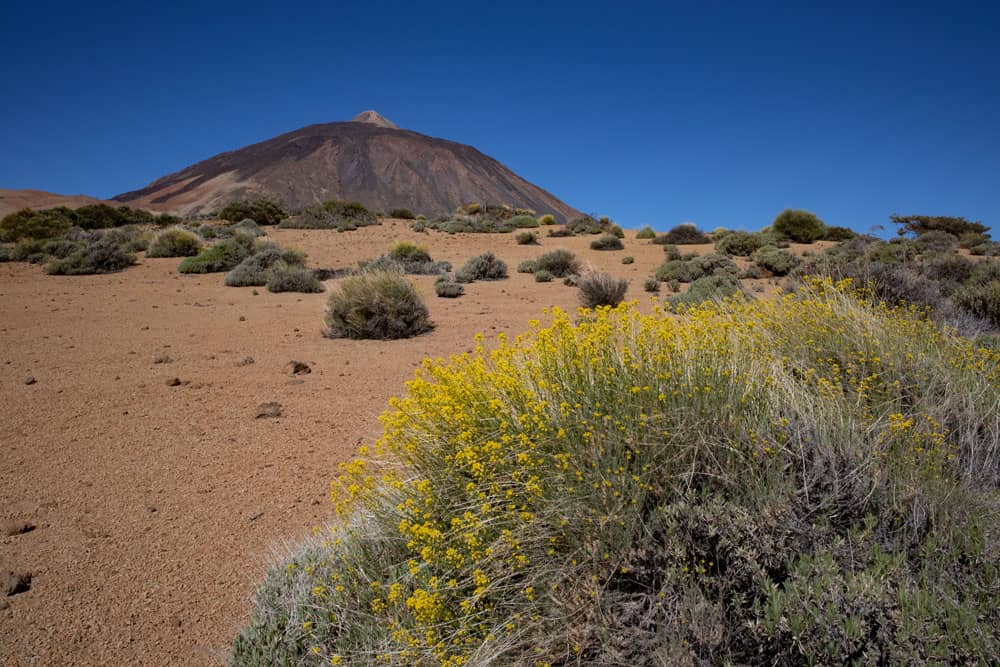 blühende Sträucher und Teide im Hintergrund