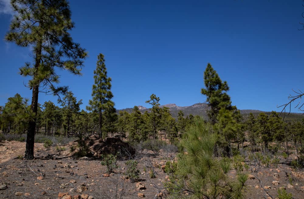 View from the slopes to the backend of the Cañadas