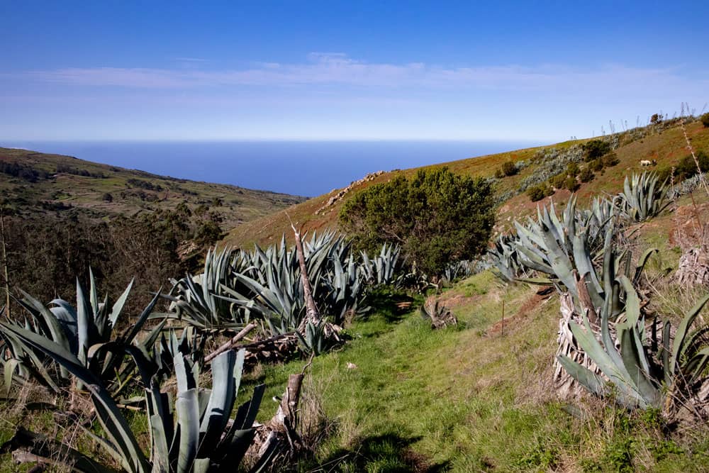 Wanderweg durch Agaven mit Meeresblick