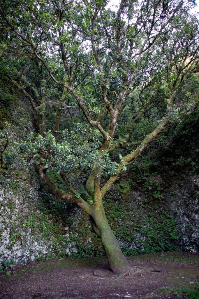 Arbol Garoé today