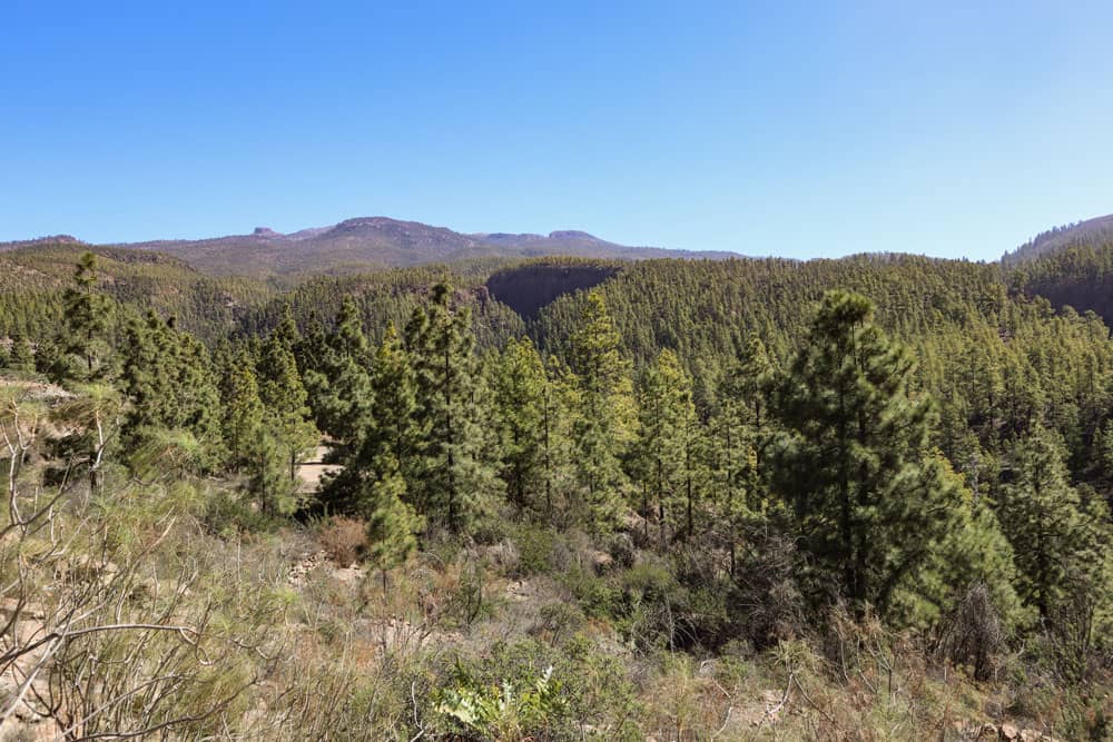 Vista sobre los bosques de pinos