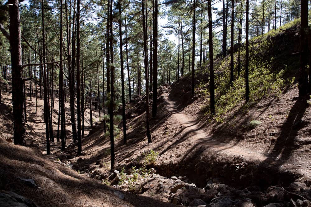 hiking path through the shady forest