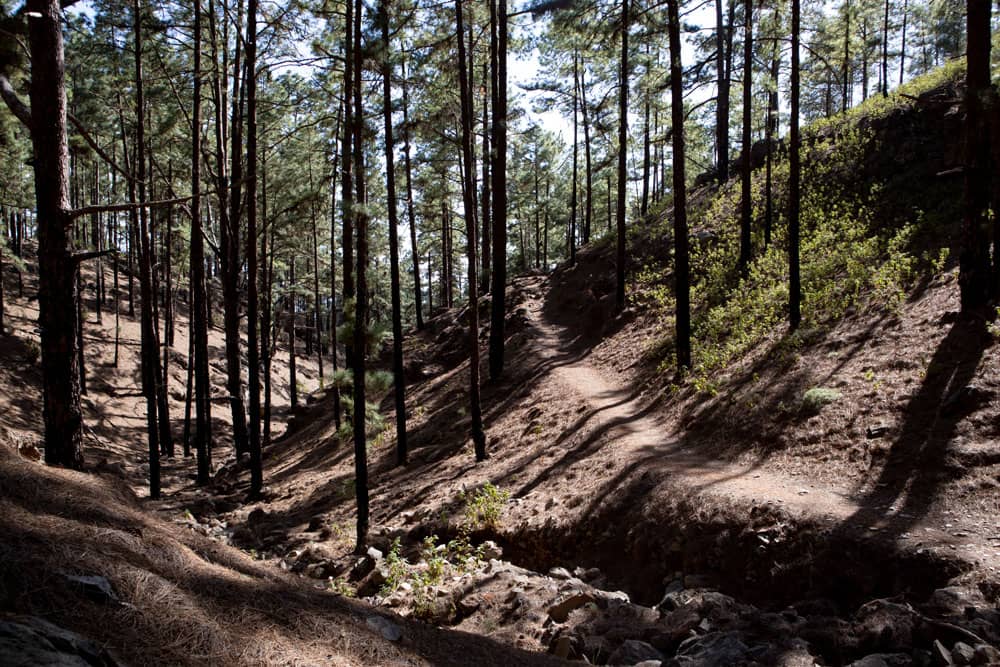 Ruta de senderismo por el bosque sombreado