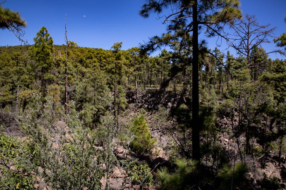 pine forests and barrancos on the way
