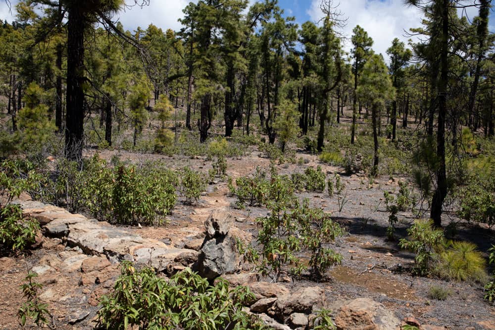 Canales de agua cubiertos en el circuito de Ifonche