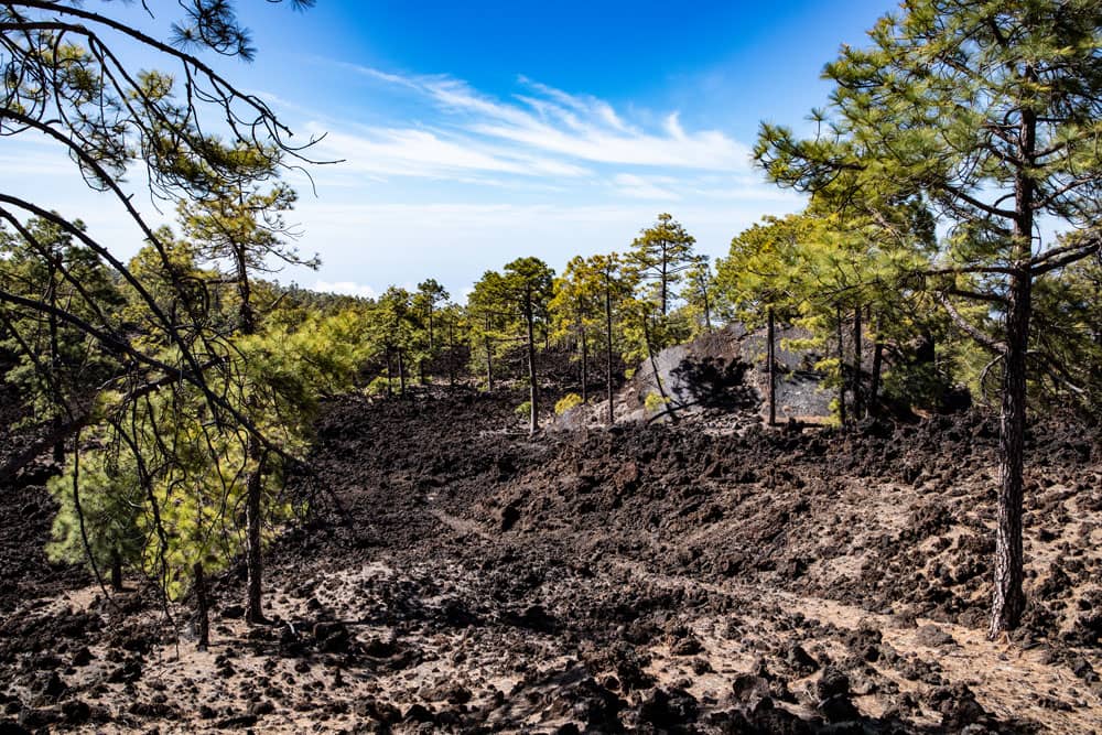 Paisaje volcánico árido con pinos