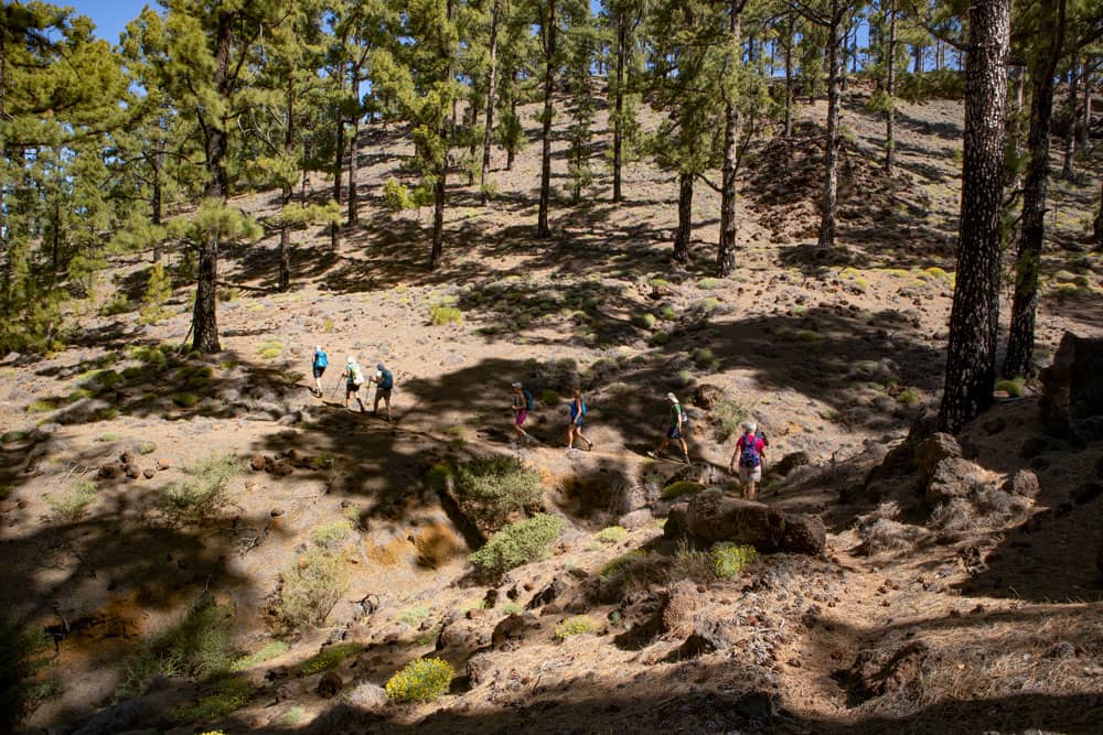 Hiking trail through the pine forest to the Montaña Corredera