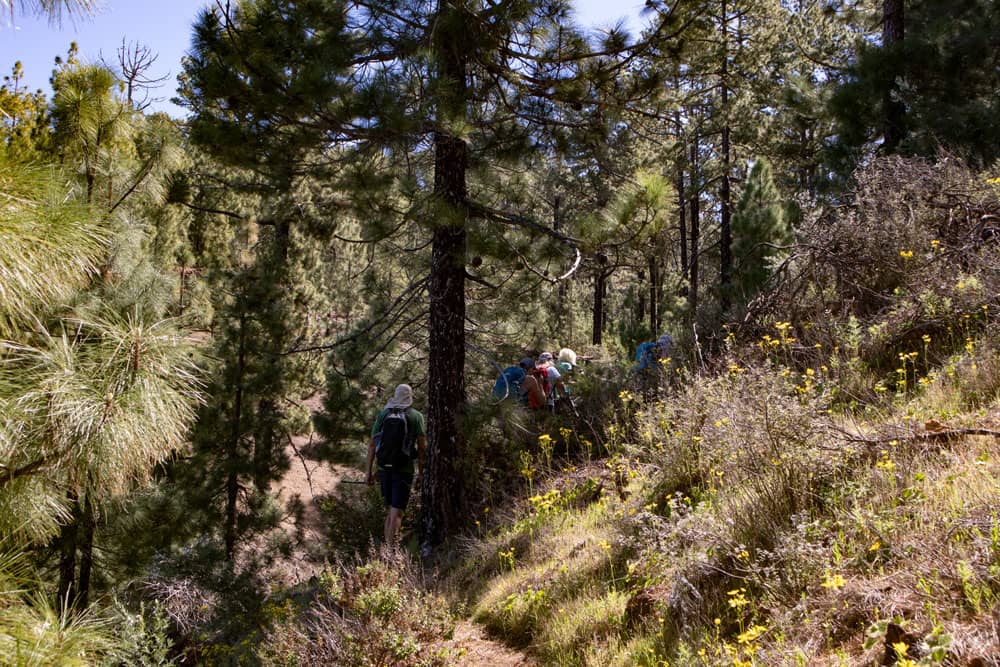 Ruta de senderismo hacia abajo a través de mucho verde