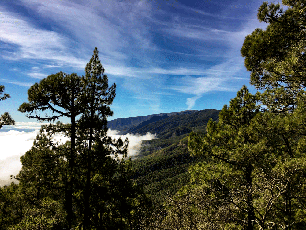 Blue sky, clouds and pine woods