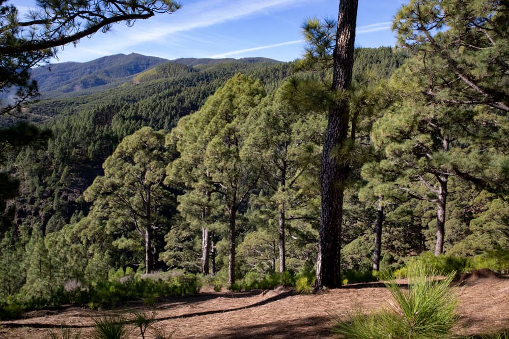 Senderismo a través de un denso bosque de pinos