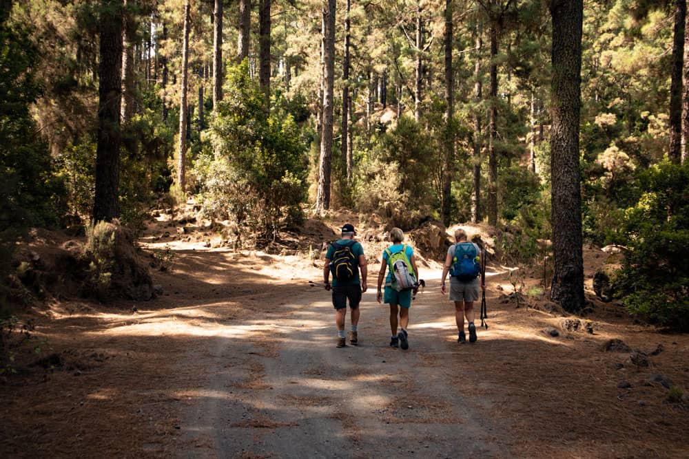 Wanderweg durch den Kiefernwald