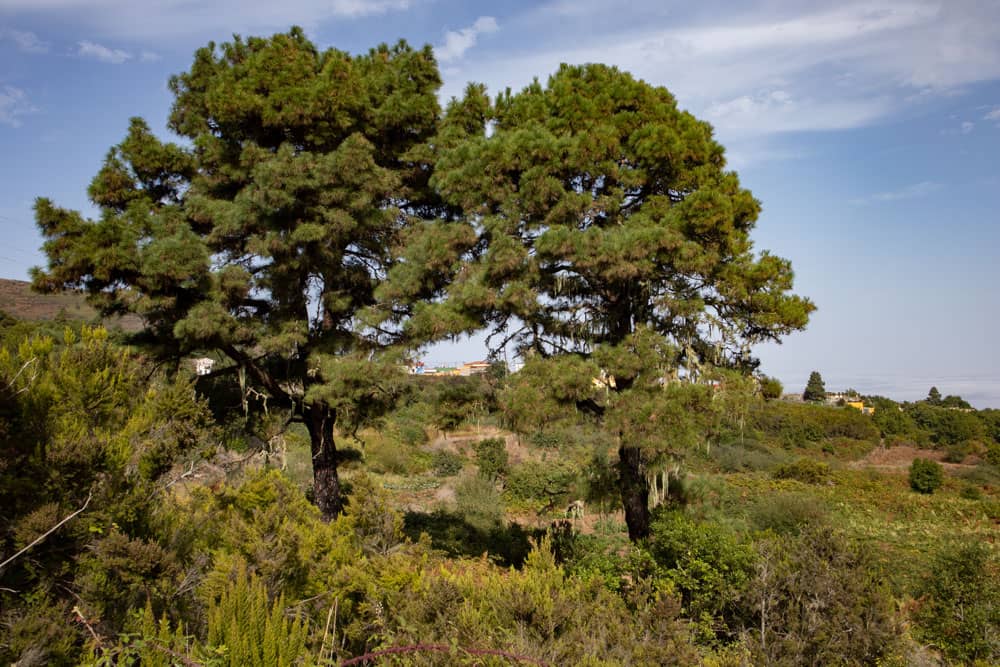 Pinos colgados con helechos