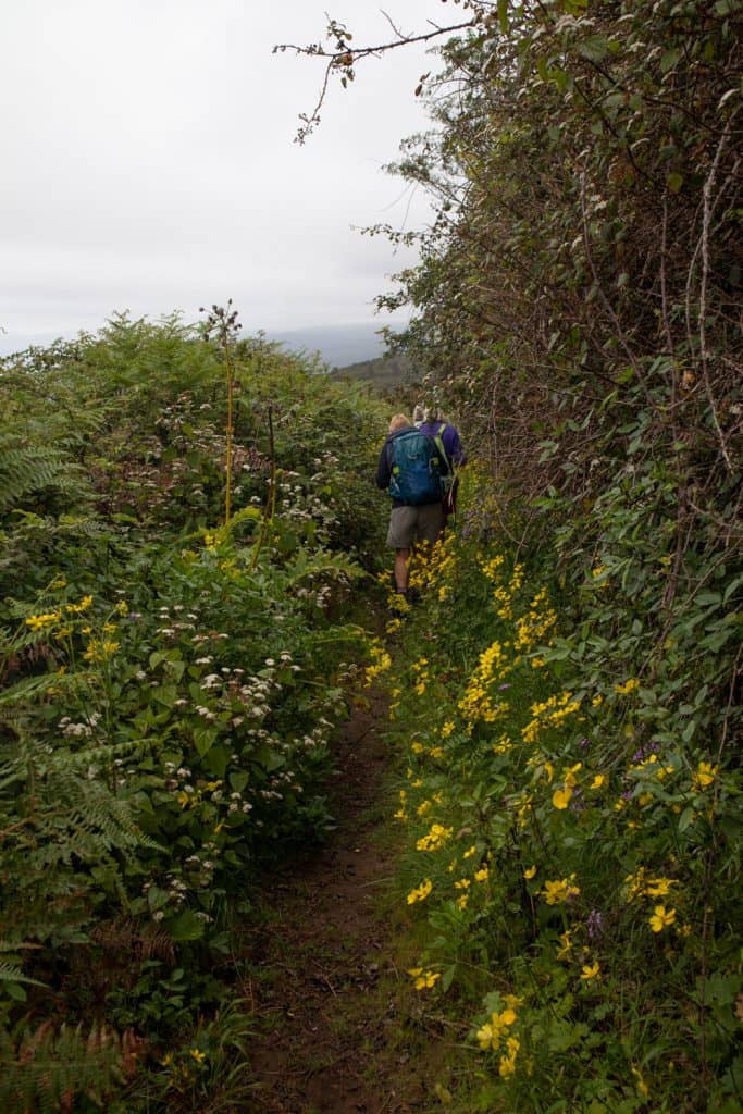 Wanderweg - ein wenig zugewachsen