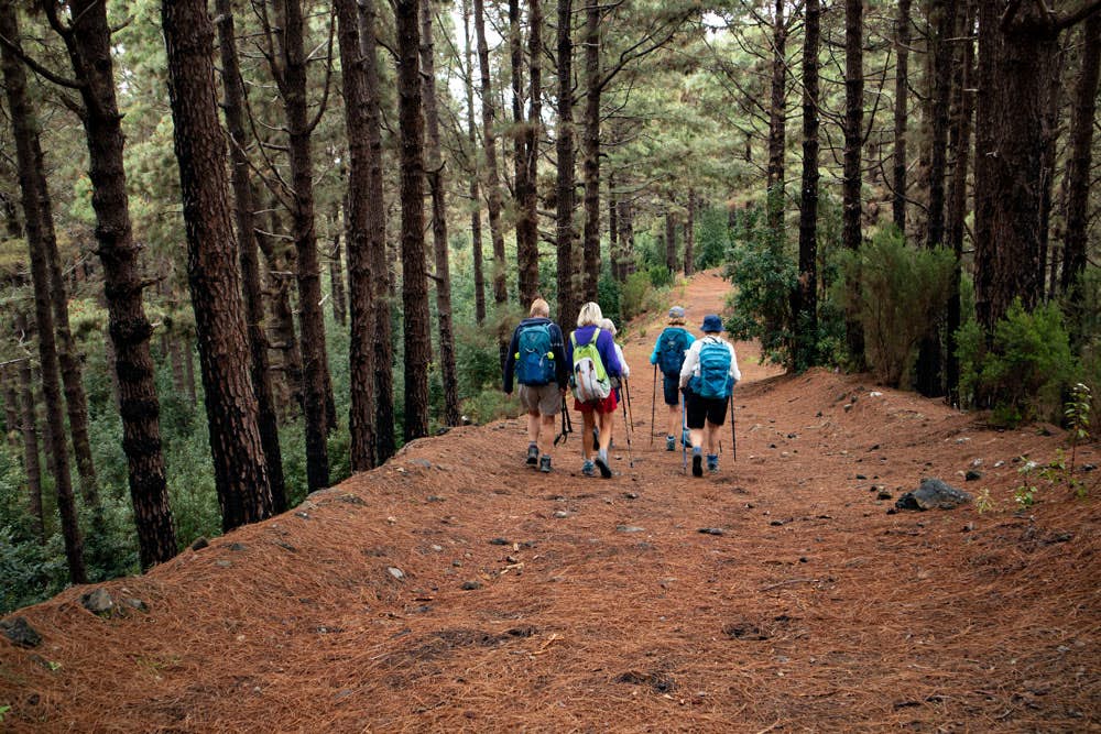 Hiking trail through pine forest - La Montañeta