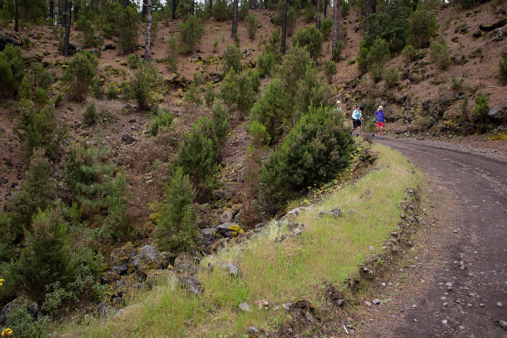 hiking path through the forest  - La Montañeta