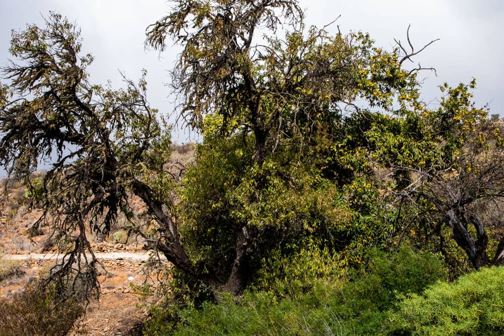 Árboles en el camino hacia Iserse