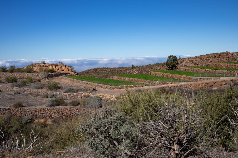 Terrassenfelder in der Höhe nahe am Barranco de Erques