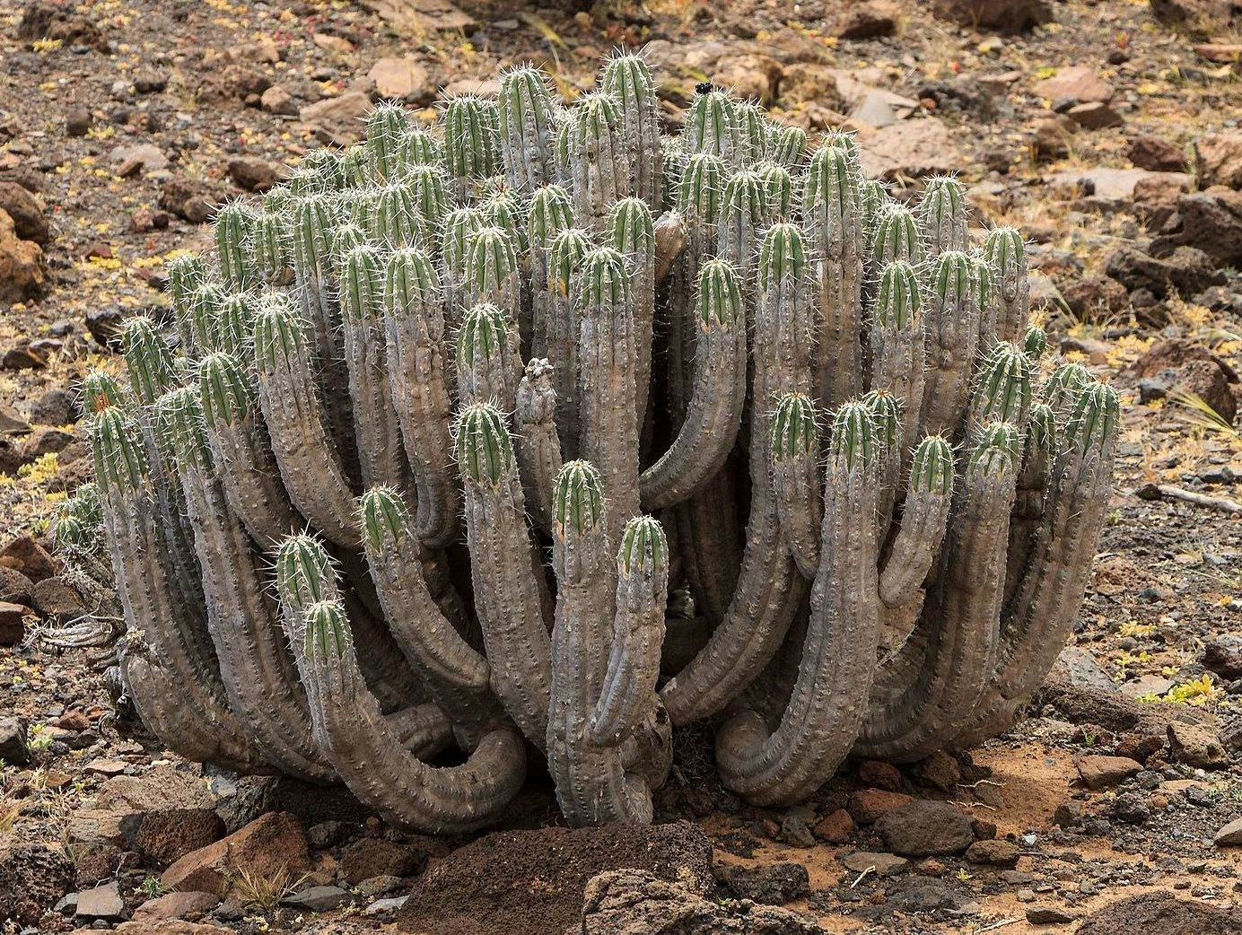 Cactuses Gran Valle - Islote