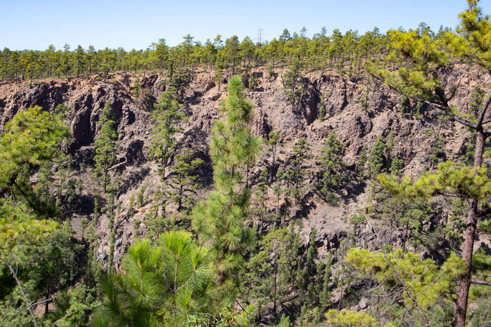 Pinos y un borde de ruptura hacia el Barranco