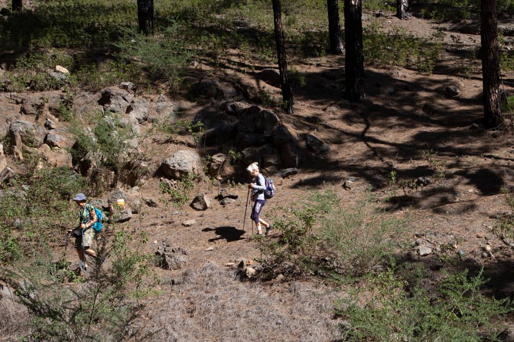 Hiking trail through the pine forest - La Quinta