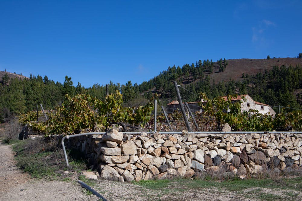 Fahr- und Wanderweg bei einer Finca mit Weinanbau