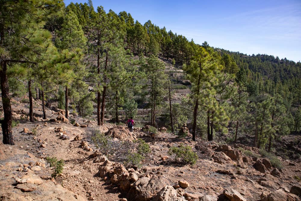 Rocas y grandes pinares entre Ifonche y Vilaflor