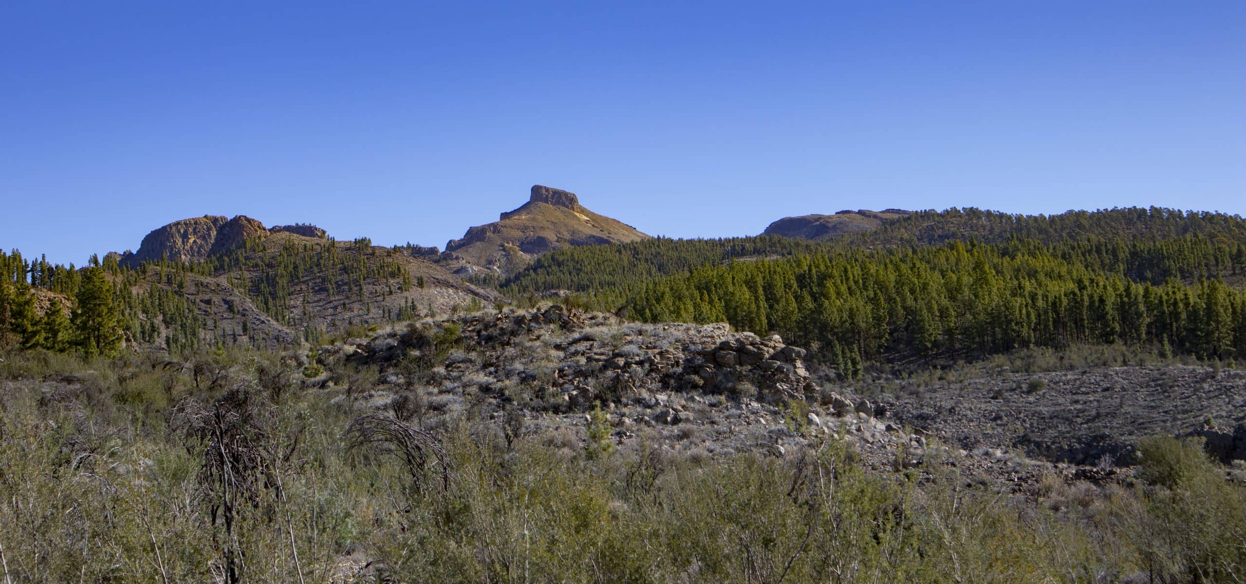 View of the mountains near the Cañadas with pine forest