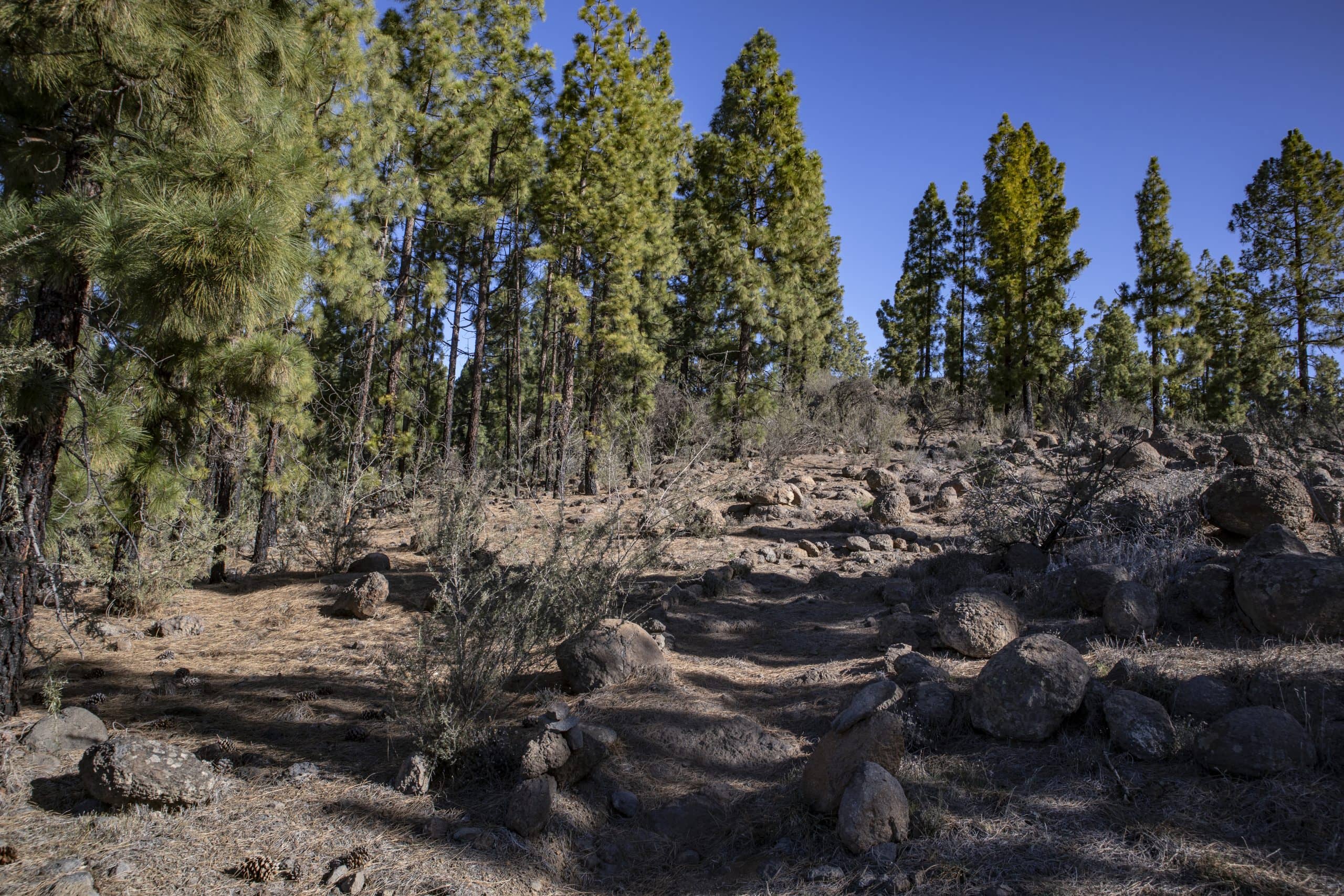 Hiking trail along the pine forest