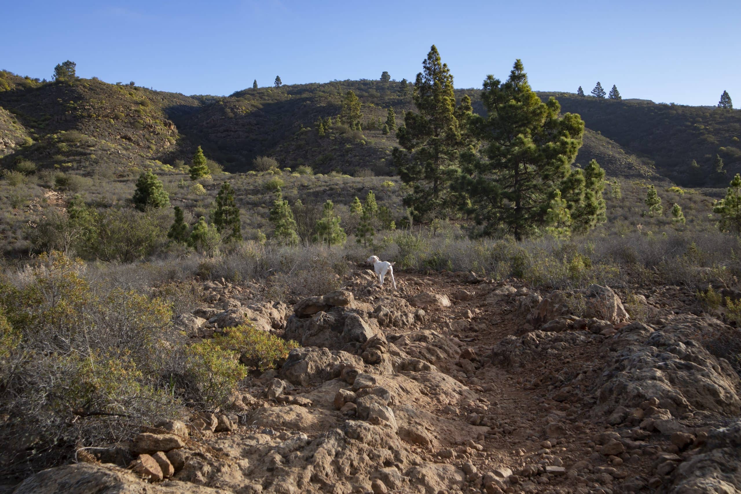 Hiking trail to the waterfall above Vera de Erques