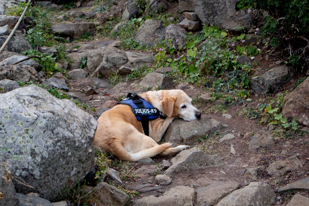 Hiking dog Lasko