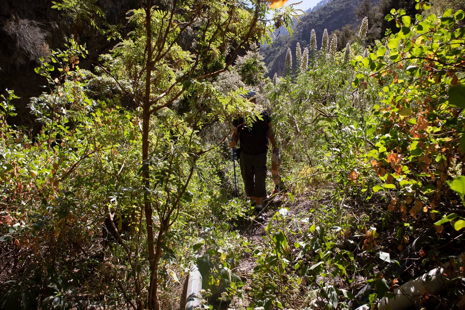 El camino de vuelta a través de un montón de naturaleza verde