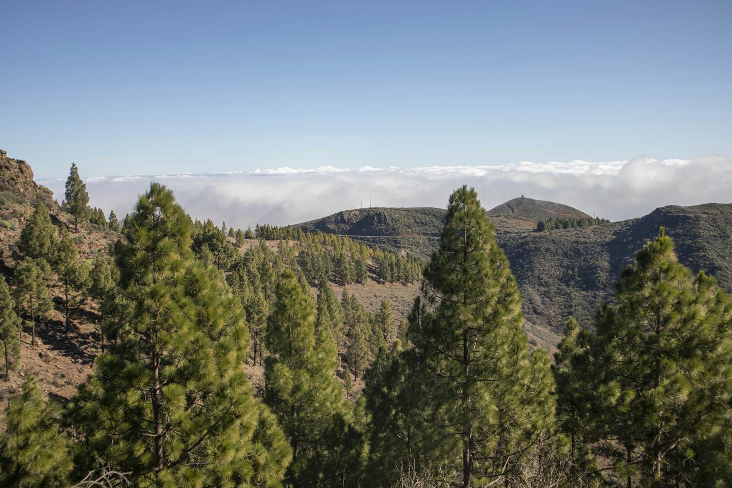 Vista sobre los bosques de pinos y las nubes en las alturas