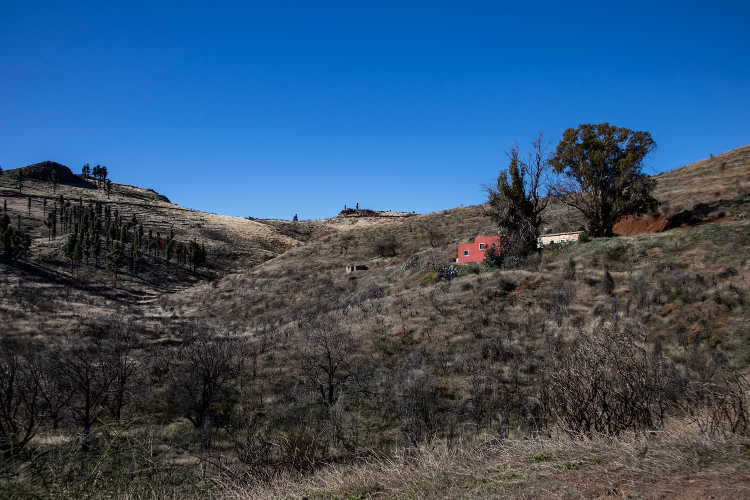 En las tierras altas por encima del Barranco de Guayadeque