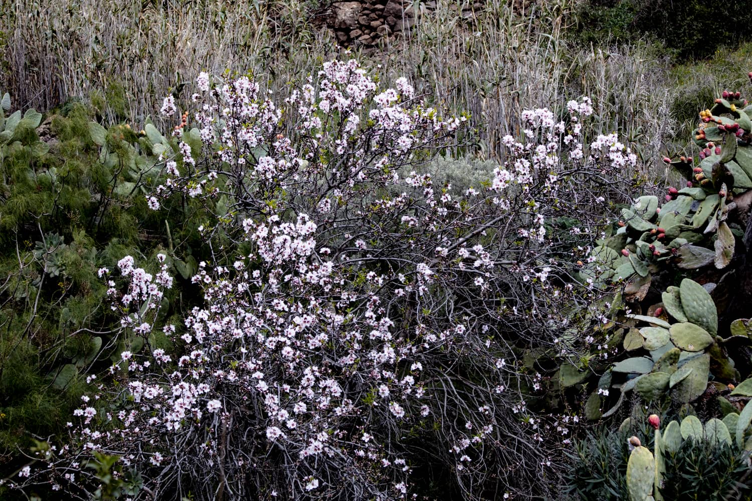 Blühende Mandelbäume im Barranco de Guayadeque