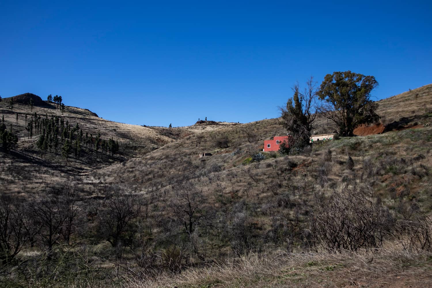 In the highlands above the Barranco de Guayadeque