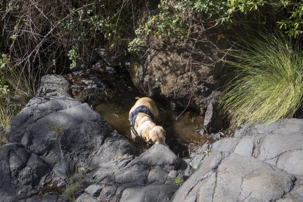 Dog has discovered water in the Barranco