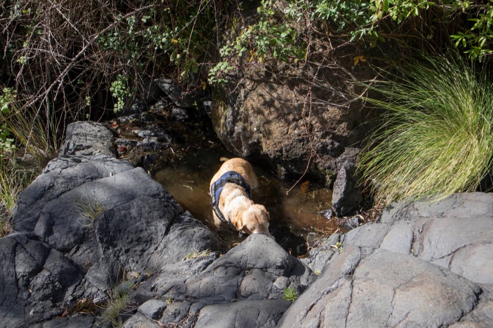 El perro descubrió el agua en el Barranco