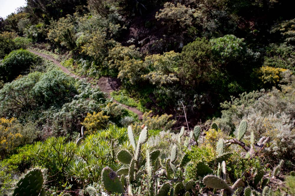 much green and beautiful hiking trails