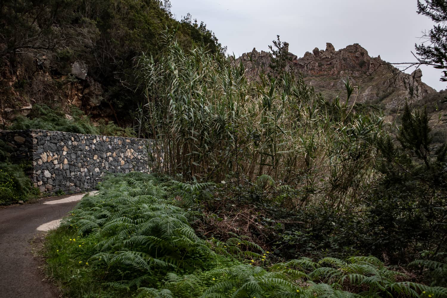 Camino de senderismo, cañas y crestas rocosas irregulares