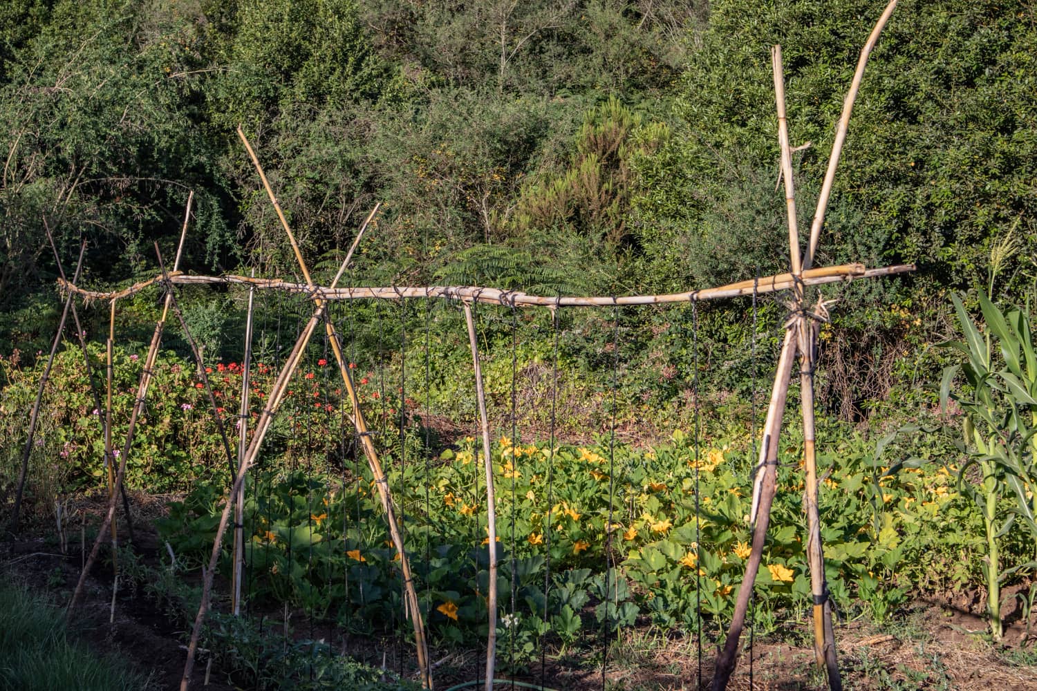 Gardens along the hiking trail