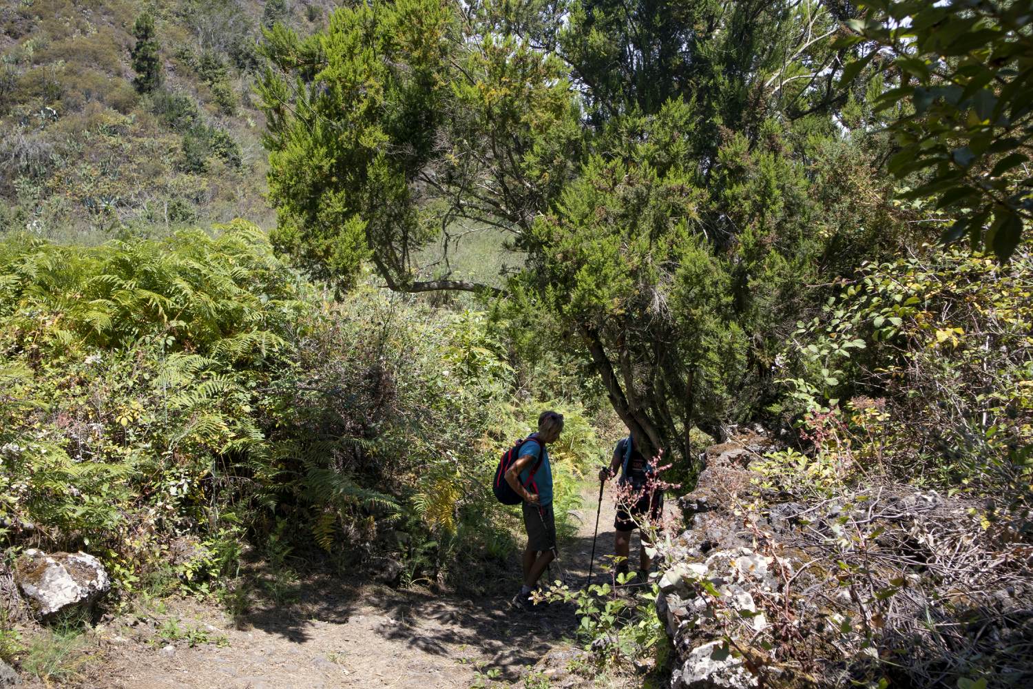 Main hiking trail to the Cuevas Negras PR TF 53